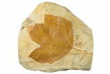 Fossil Sycamore Leaf (Macginitiea) - Montana #268146-1